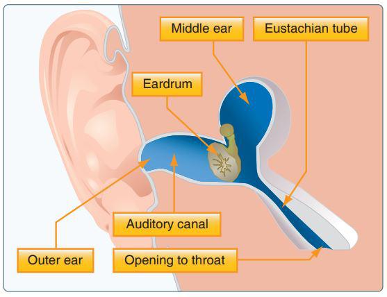inner ear flying